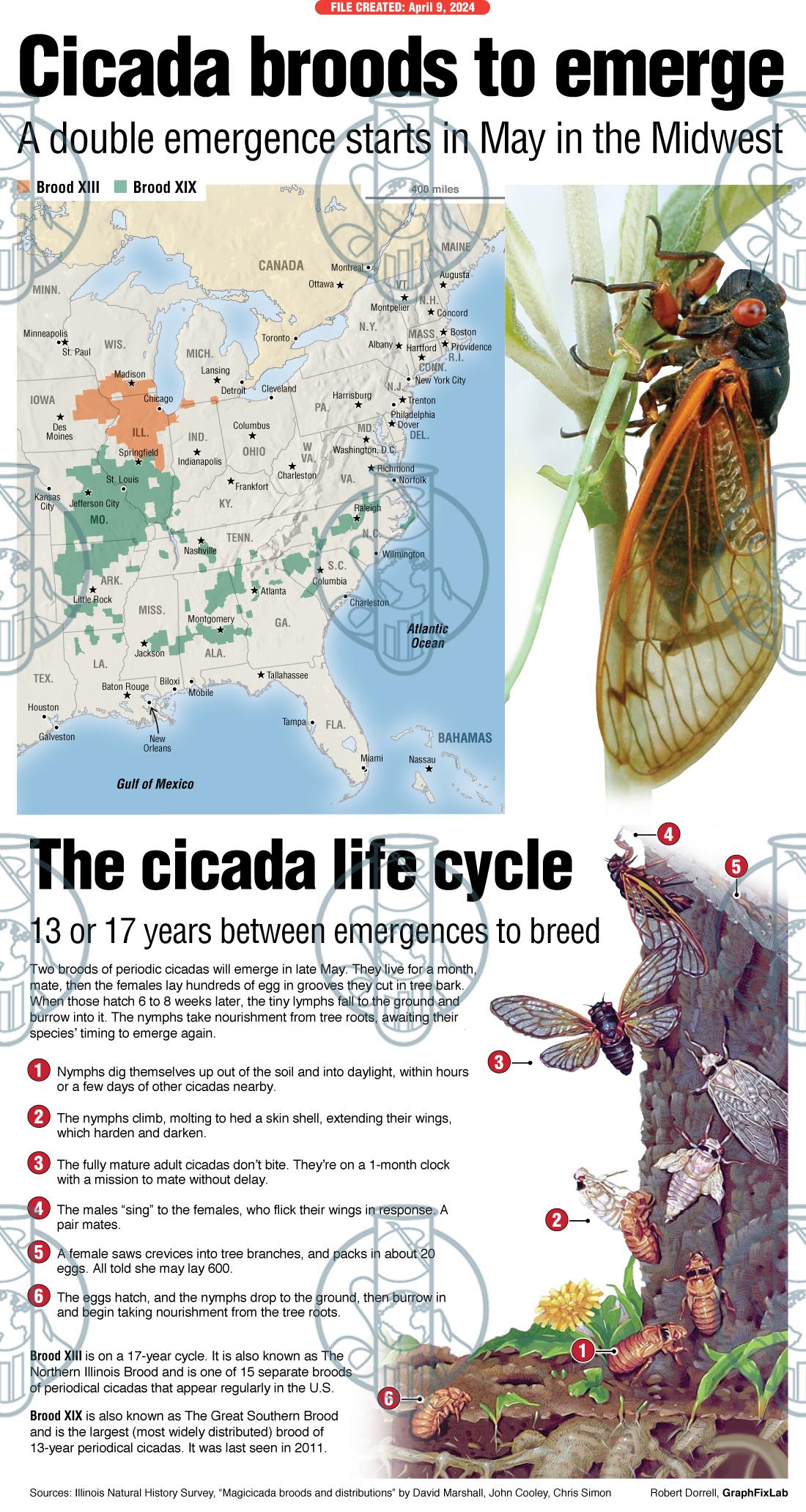 GraphFixLab Cicada broods 2024